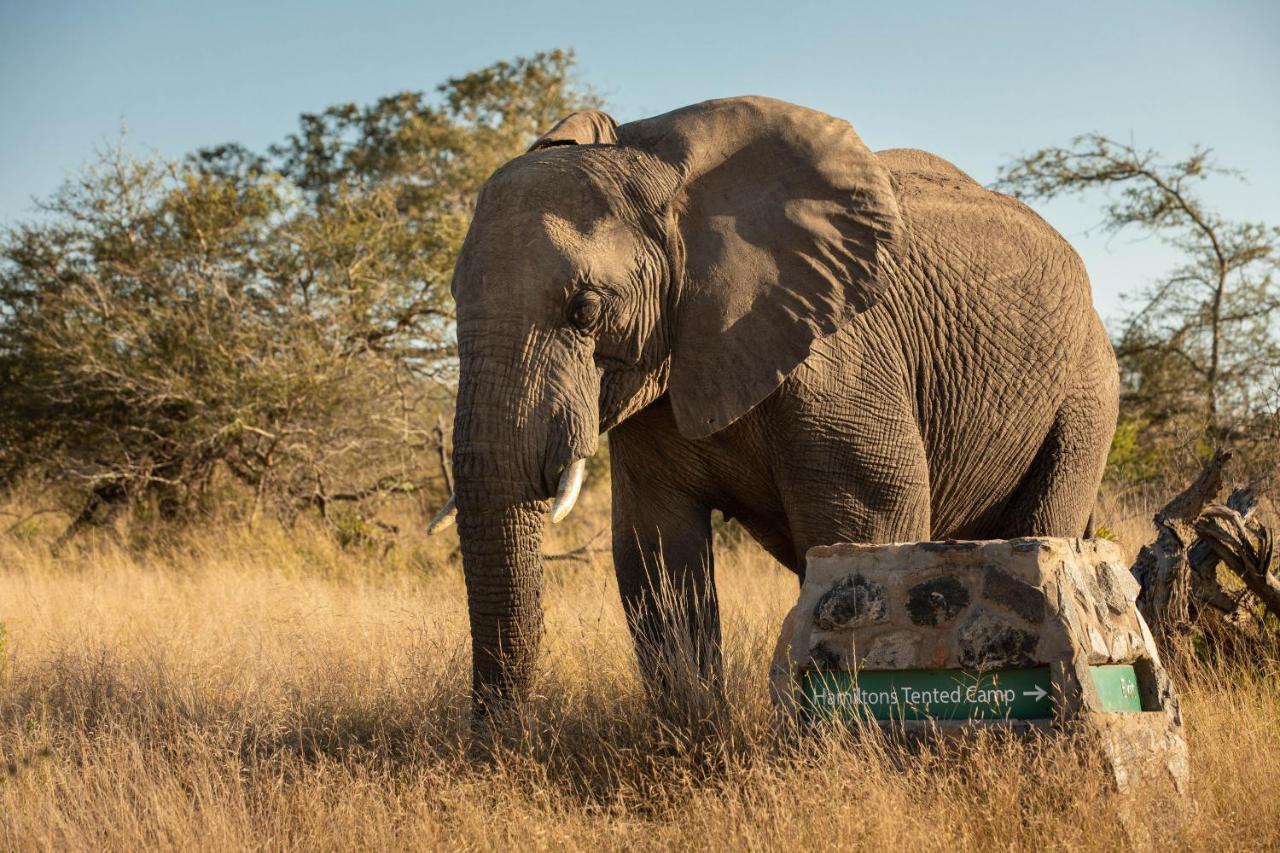 Hamiltons Tented Camp Mluwati Concession Exterior foto